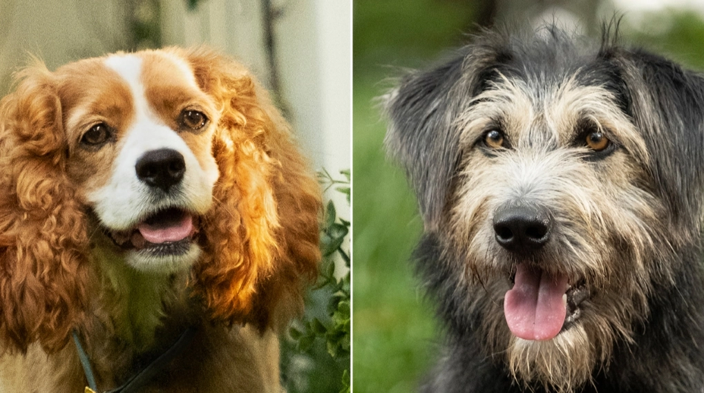 Lady og Vagabonden live-action 2019 hunde / Filmz.dk